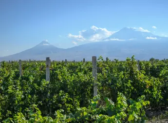 Սառնարաններում պահեստավորած խաղող