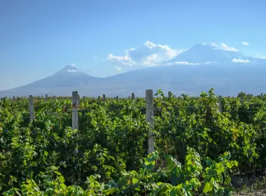 Սառնարաններում պահեստավորած խաղող