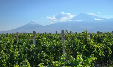 Արտաշատ-Վինկոն