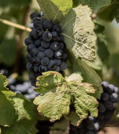 Grape harvesting and wine material making