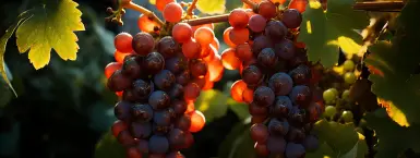 Արևային ջերմություն