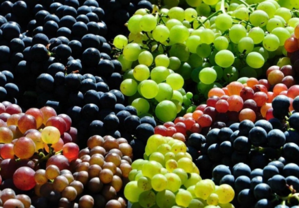 Grapes harvest 2020!