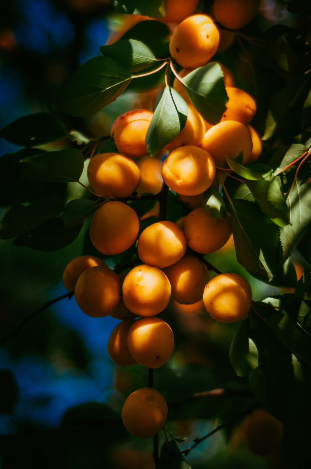 GOLD APRICOT